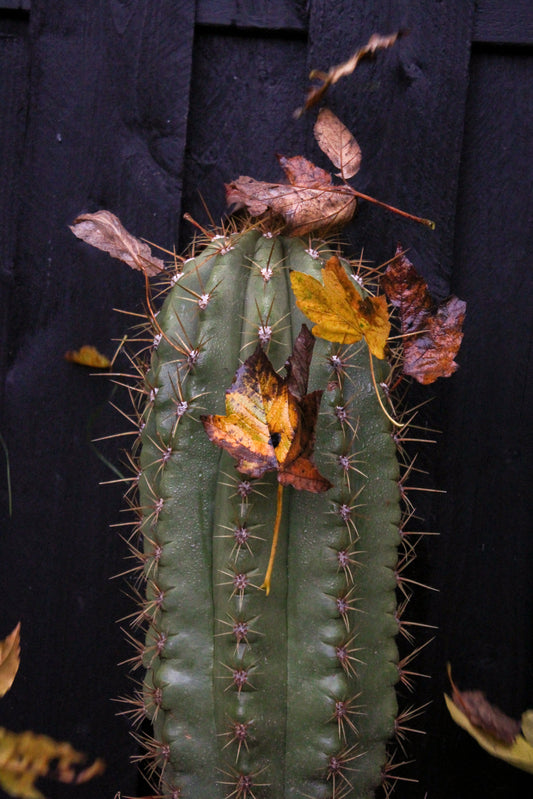 Cactussen en vetplanten in de herfst