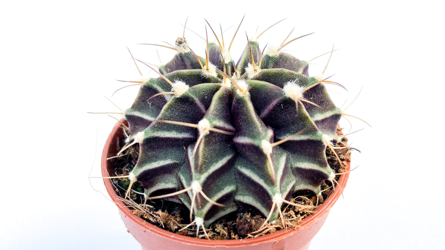 Gymnocalycium mihanovichii