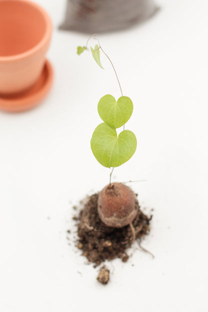 Dioscorea Elephantipes Cadeaupakket