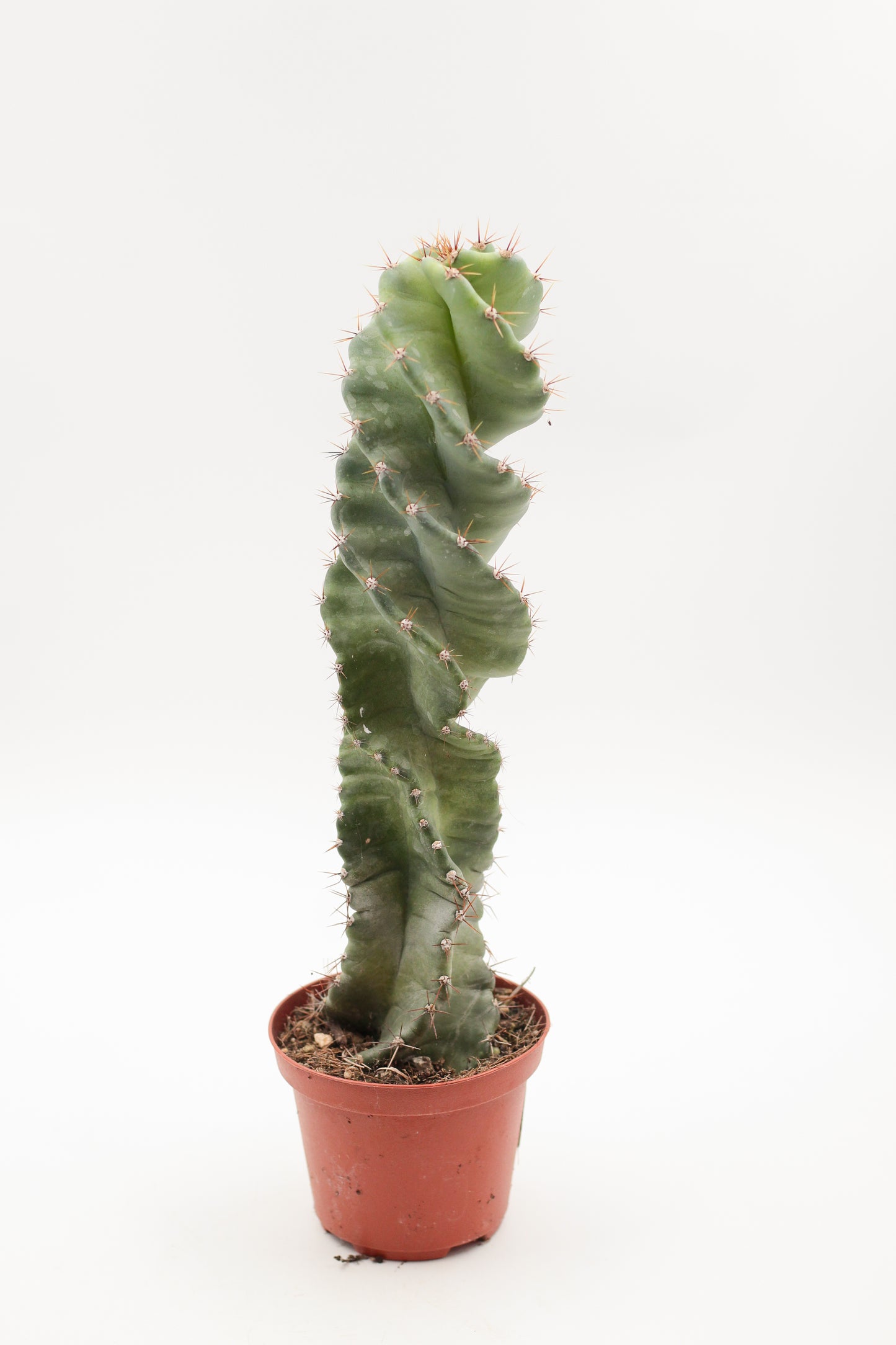 Cereus Jamacaru Spiralis