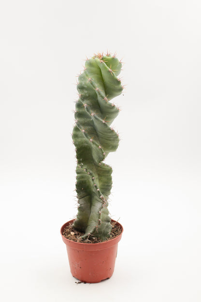 Cereus Jamacaru Spiralis