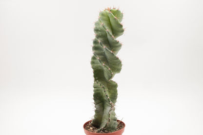 Cereus Jamacaru Spiralis