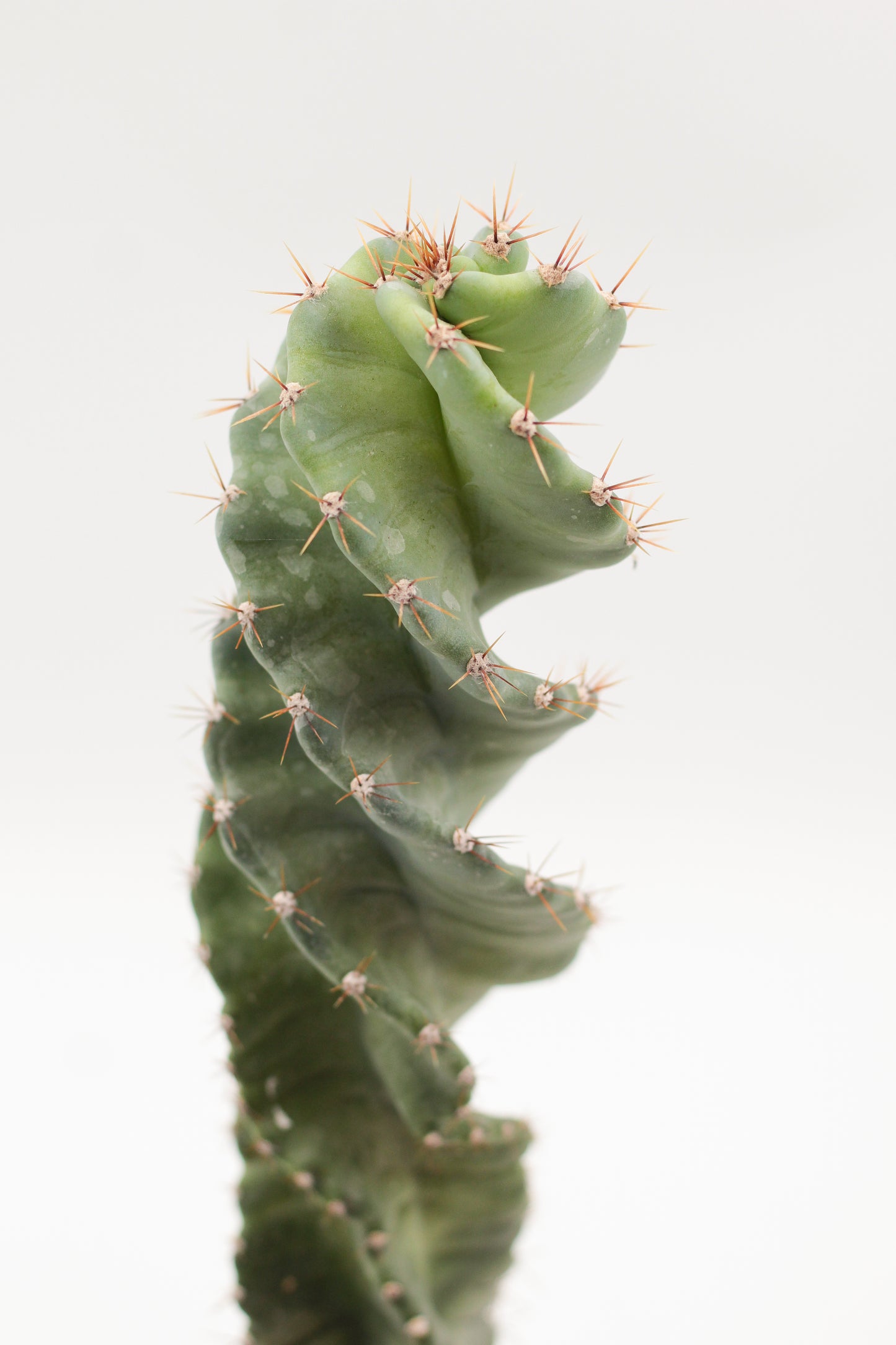 Cereus Jamacaru Spiralis