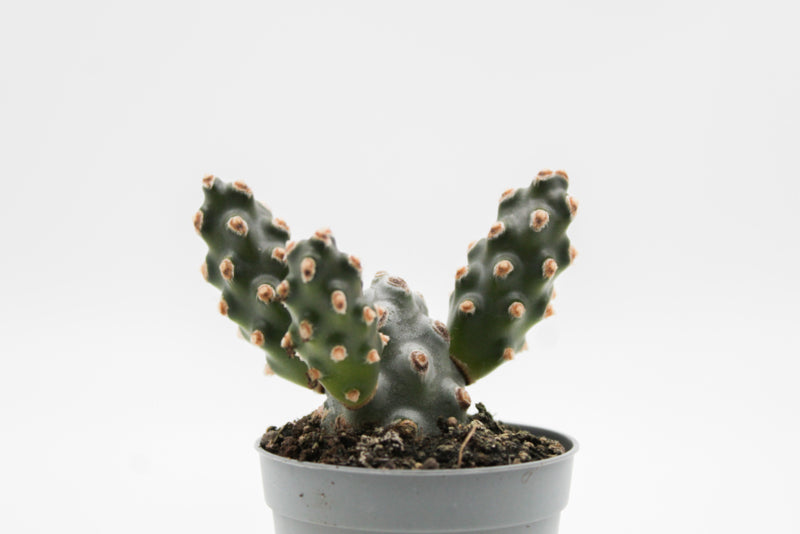 Tephrocactus molinensis