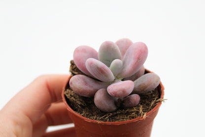 Pachyveria oviferum roseum "Pink moonstones"