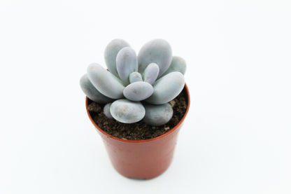 Pachyphytum Oviferum "moonstones"