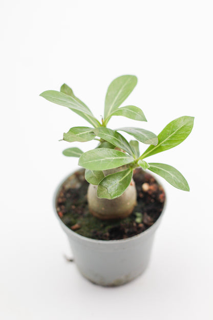 Adenium Obesum small