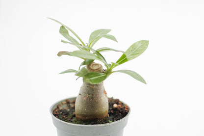 Adenium Obesum small