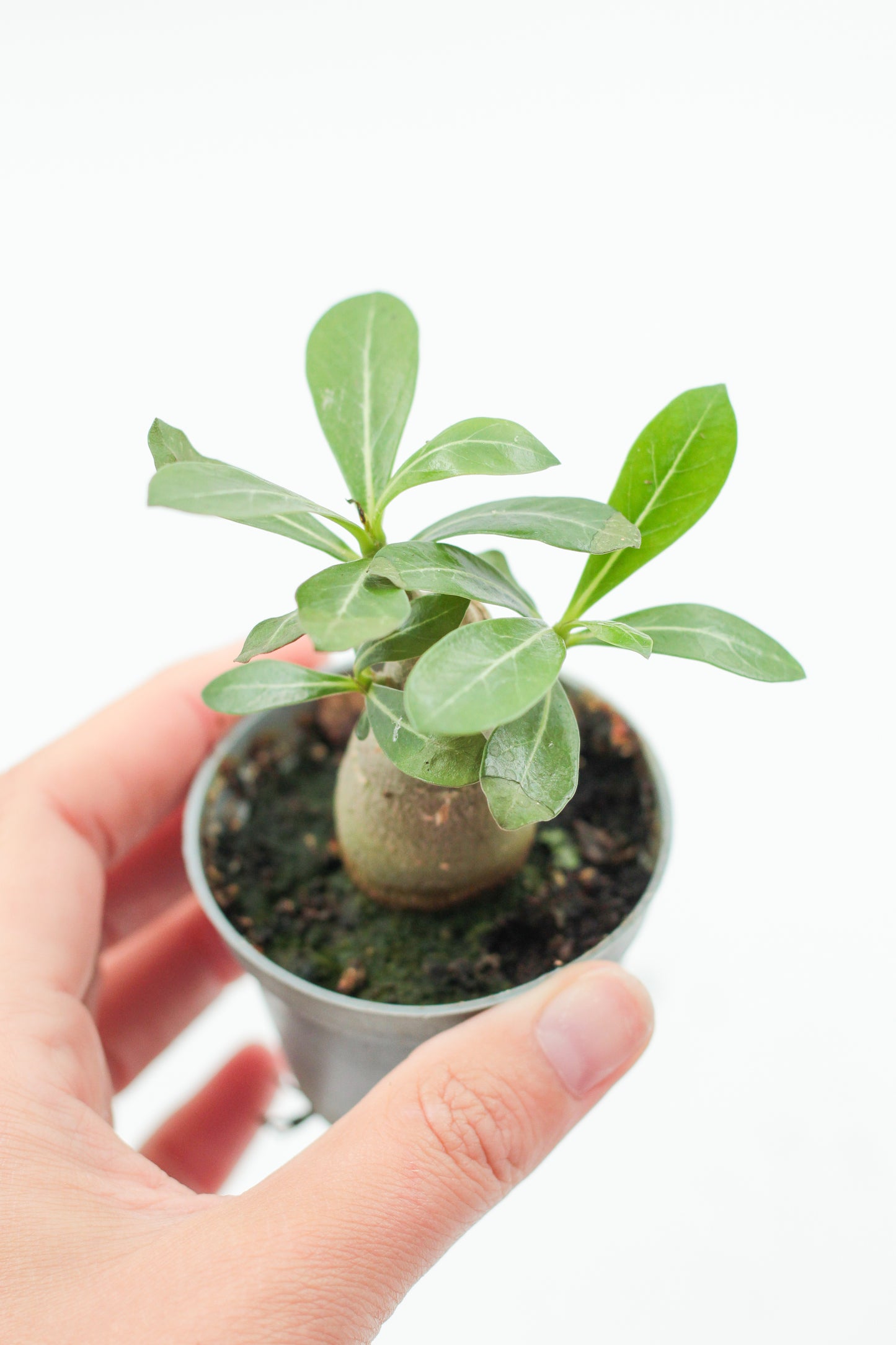 Adenium Obesum small