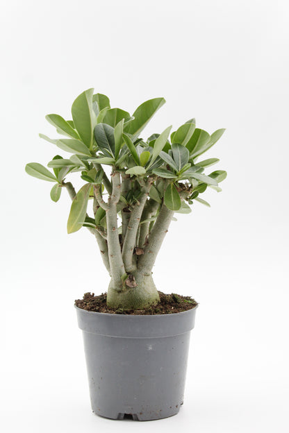 Adenium Obesum Caudex