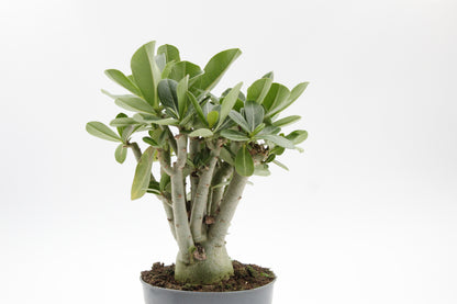 Adenium Obesum Caudex