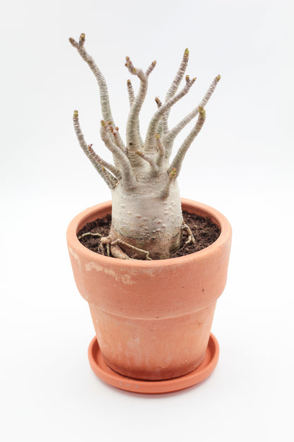 Adenium arabicum