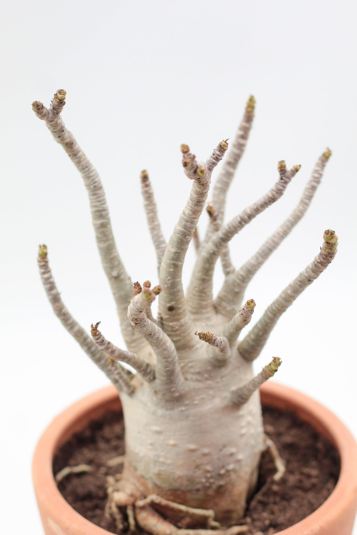 Adenium arabicum