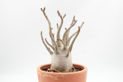 Adenium arabicum