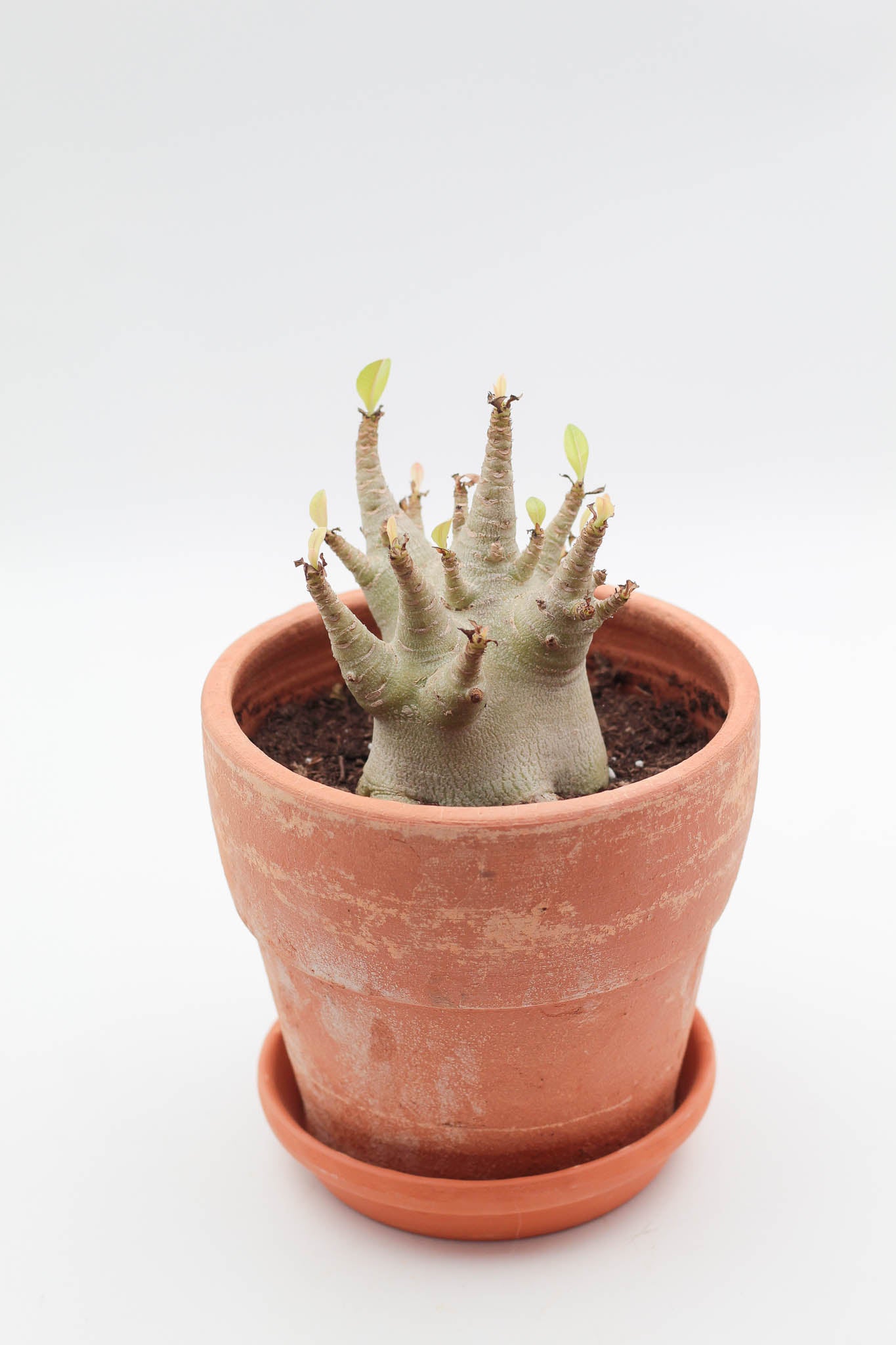 Adenium arabicum