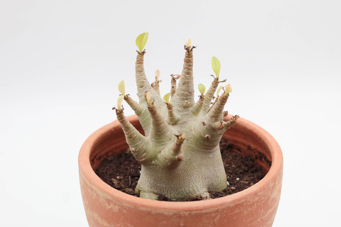 Adenium arabicum