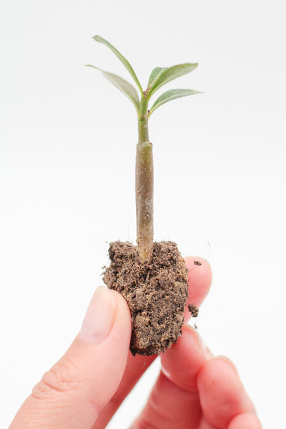 Adenium obesum hybrid flowers | PLUG |