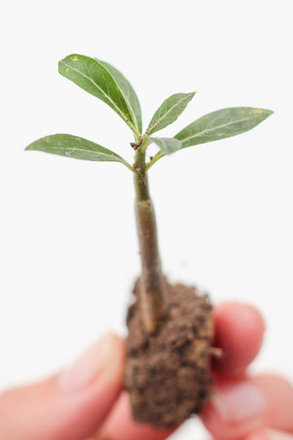 Adenium obesum hybrid flowers | PLUG |