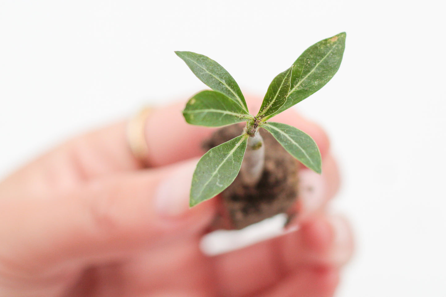 Adenium obesum hybrid flowers | PLUG |