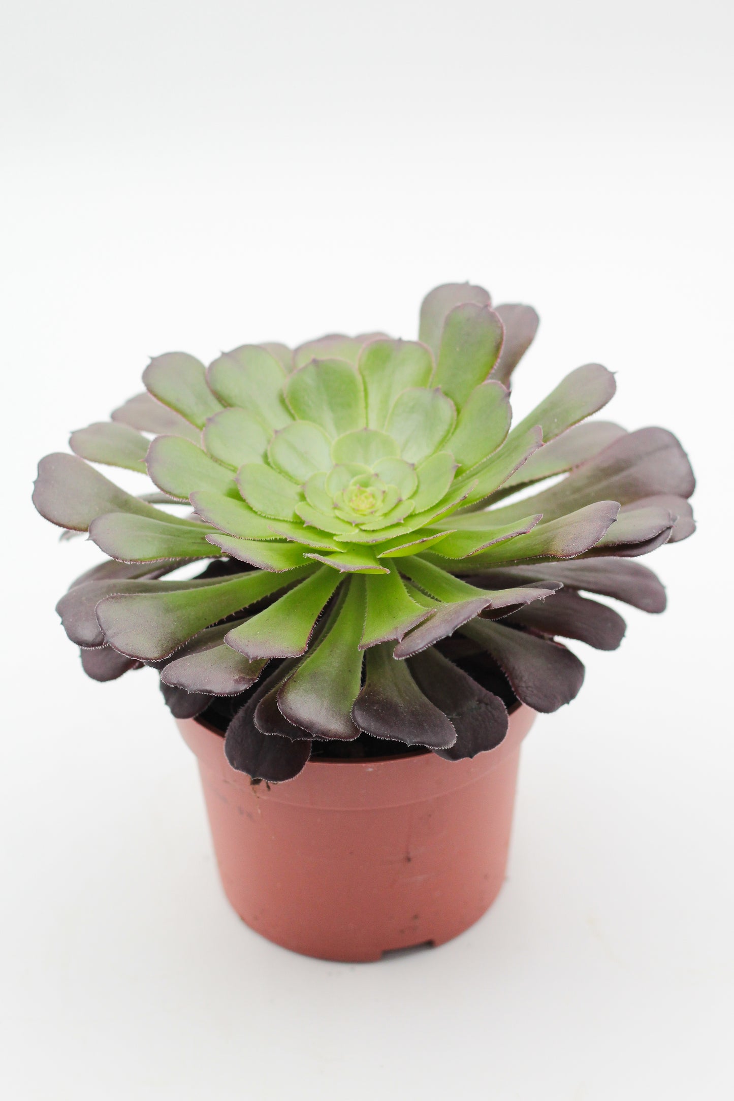 Aeonium Arboreum Velour