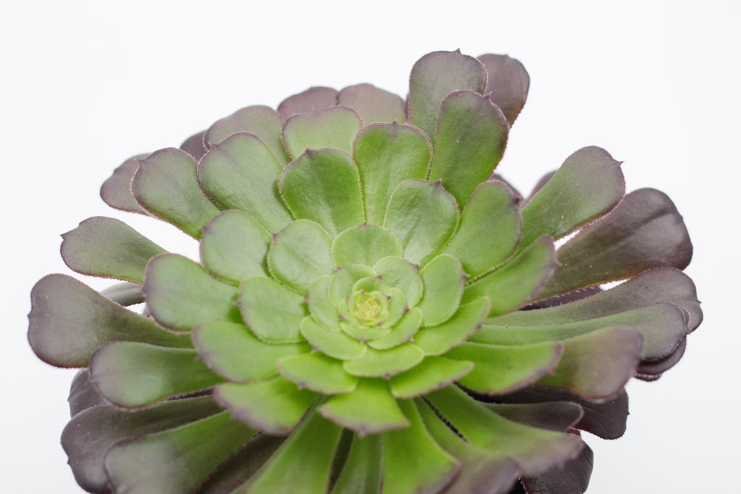 Aeonium Arboreum Velour