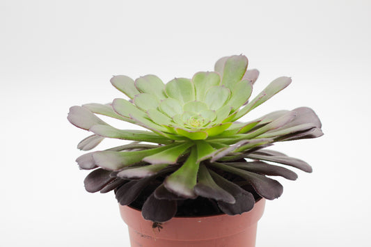 Aeonium Arboreum Velour