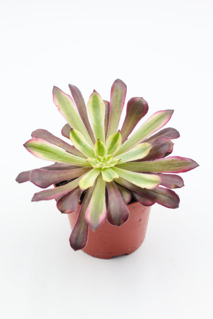 Aeonium Mardi Gras