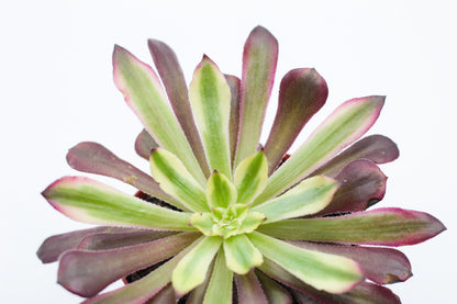 Aeonium Mardi Gras