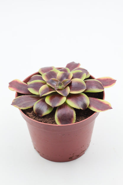 Aeonium Superbang