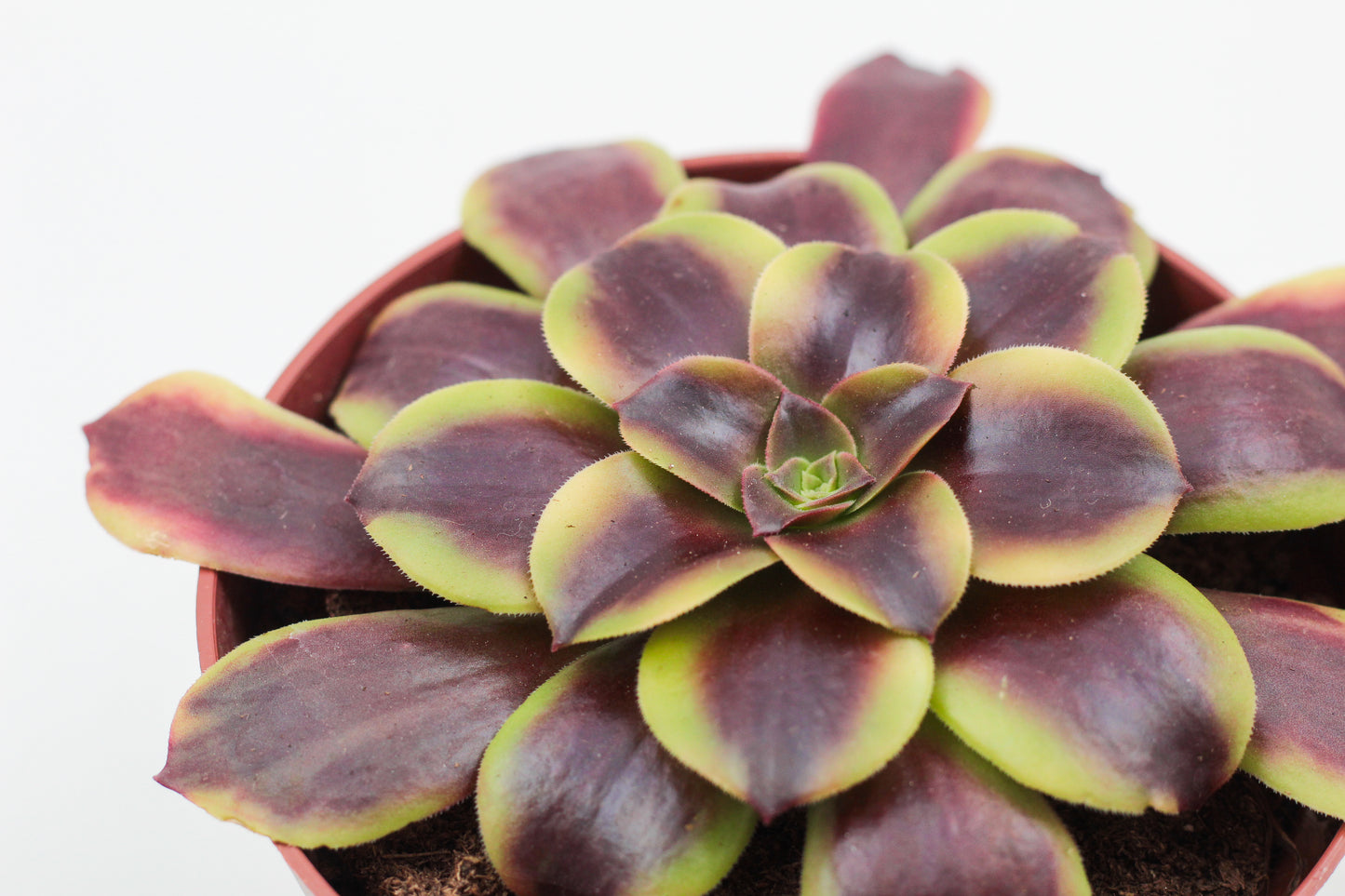 Aeonium Superbang