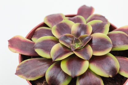 Aeonium Superbang