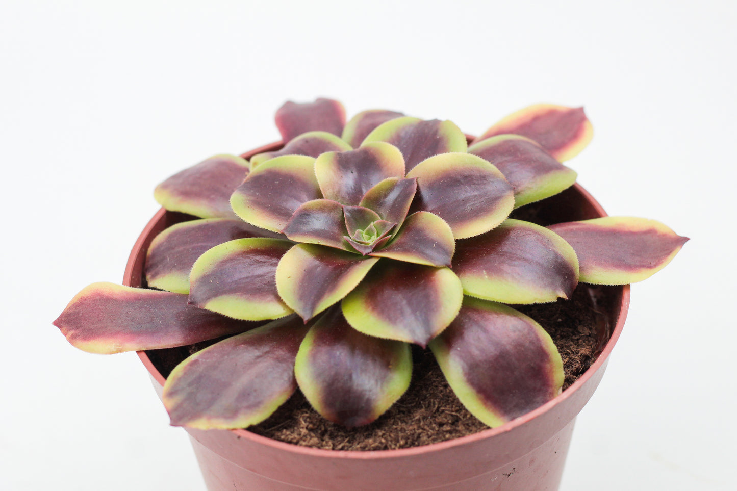 Aeonium Superbang