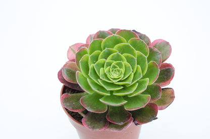 Aeonium 'Milky White'