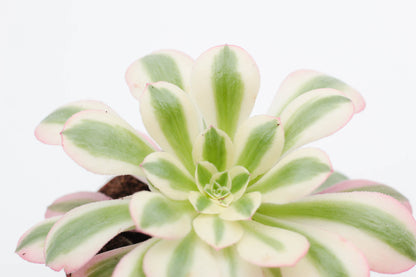 Aeonium Pink Witch