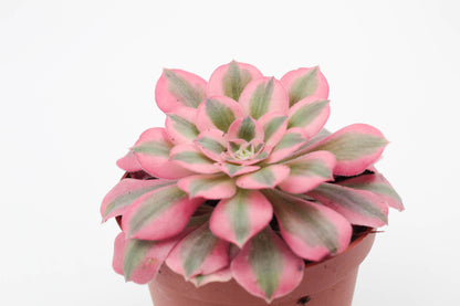 Aeonium Pink Witch