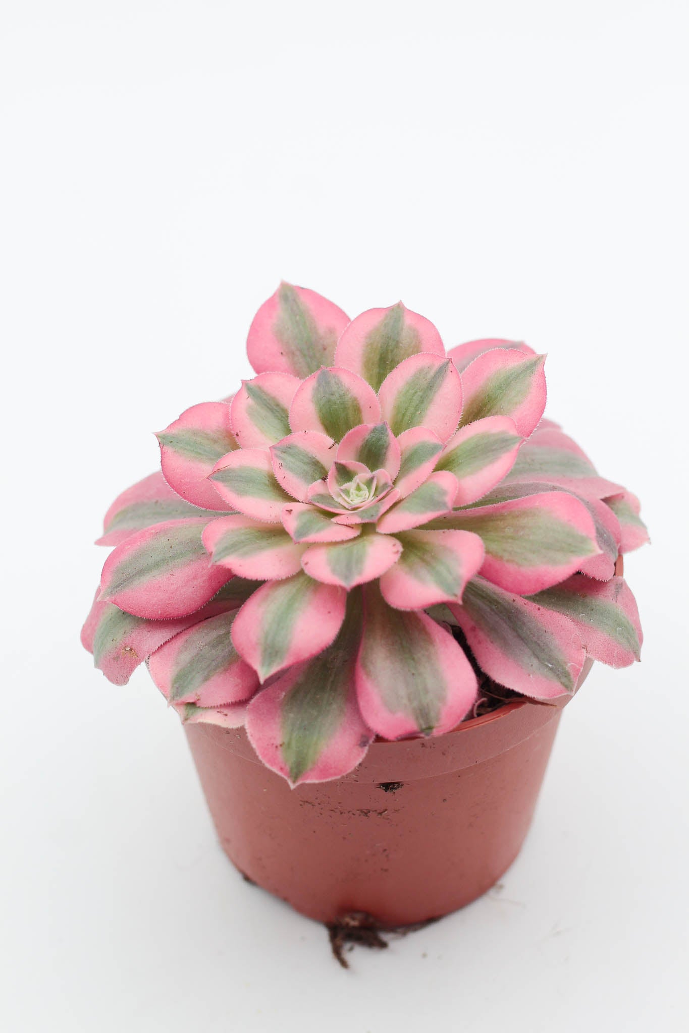 Aeonium Pink Witch