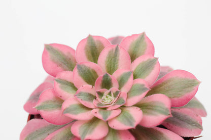 Aeonium Pink Witch