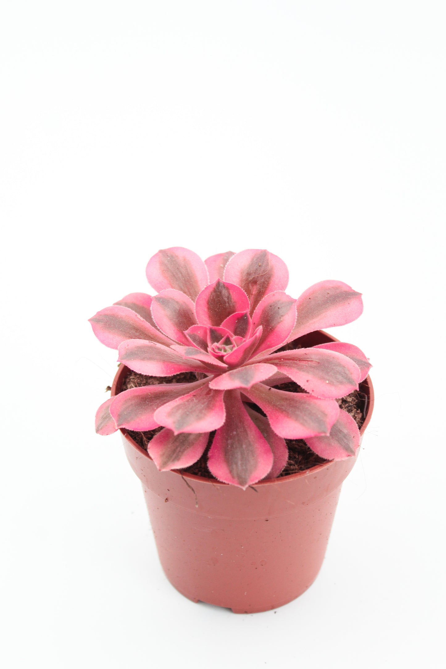 Aeonium Pink Witch