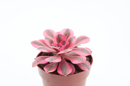 Aeonium Pink Witch