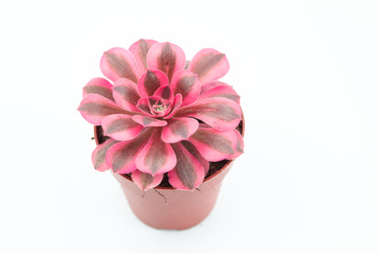 Aeonium Pink Witch