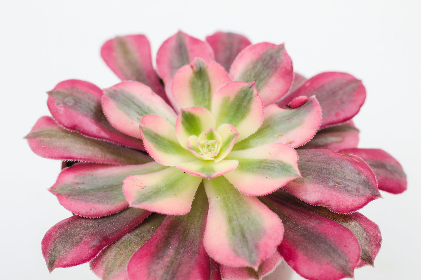 Aeonium Pink Witch