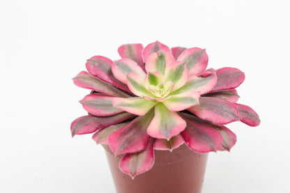 Aeonium Pink Witch