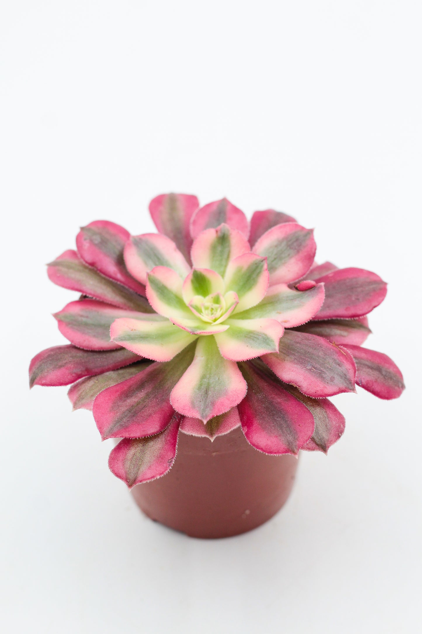 Aeonium Pink Witch