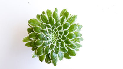 Aeonium 'Emerald Ice' f. variegated