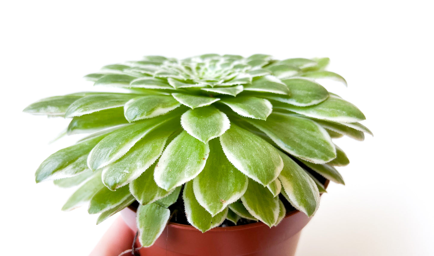 Aeonium 'Emerald Ice' f. variegated