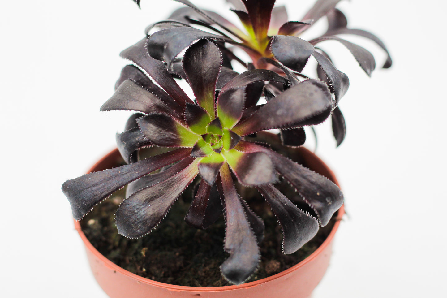 Aeonium arboreum var. atropurpureum ''Schwarzkopf'' Bonsai!