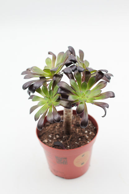 Aeonium arboreum var. atropurpureum ''Schwarzkopf'' met stam