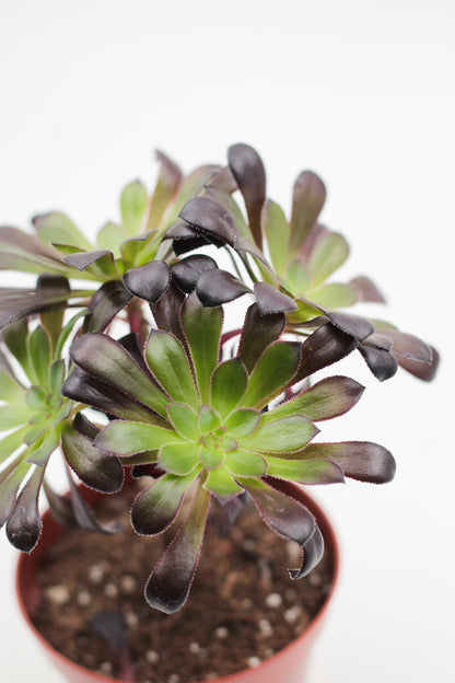 Aeonium arboreum var. atropurpureum ''Schwarzkopf'' met stam