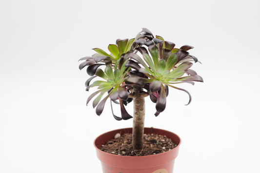 Aeonium arboreum var. atropurpureum ''Schwarzkopf'' met stam