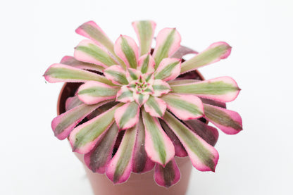 Aeonium red copper